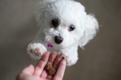 개 사료 간식을 받는 개 간식의 필요성.