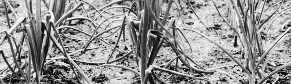 중부지방 양파 수확 적기: 6월 ~ 7월