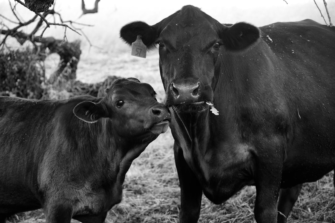 Livestock