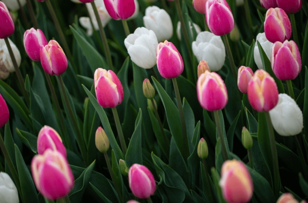 5월 충청남도 여행 추천 가볼만한 곳&amp;#44; 축제 일정 