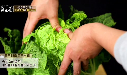 좋은 배추 고르는 법
