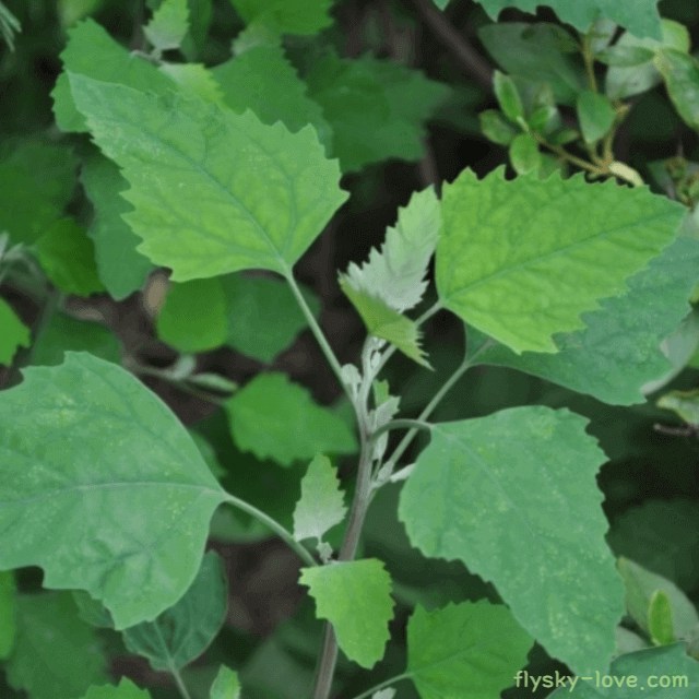 명아주 먹는 방법