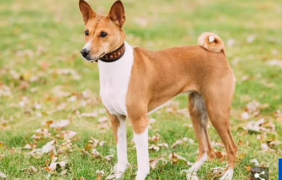 세계에서 가장 높은 지능 강아지는... 가장 우둔한 강아지 톱10 The least intelligent dog breeds