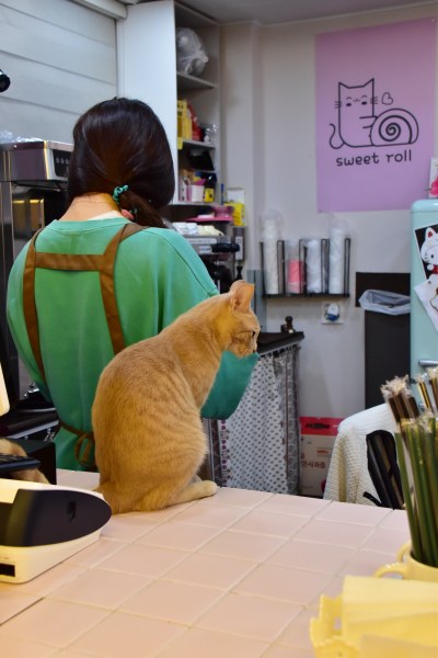 수영동 디저트 카페 스윗트롤 고양이 라떼