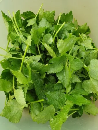 참나물 재배 반그늘 키우기 물 관리 잎 수확_9