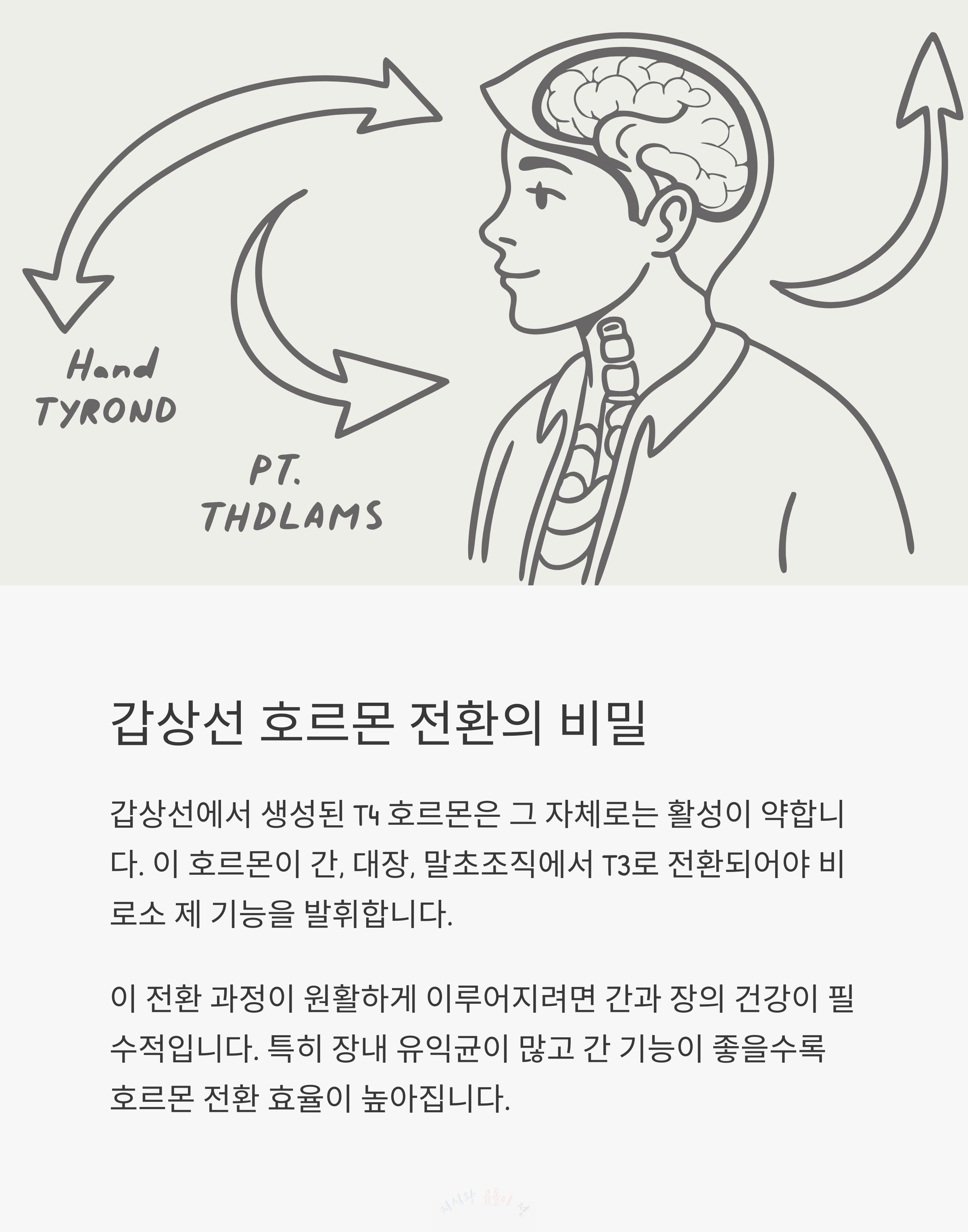 감상선 호르몬 전환의 비밀