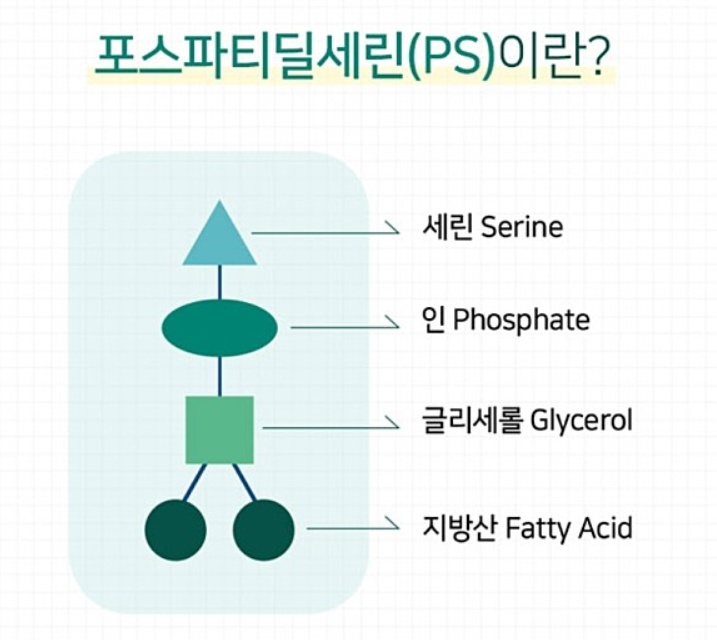 포스파티딜세린 효능