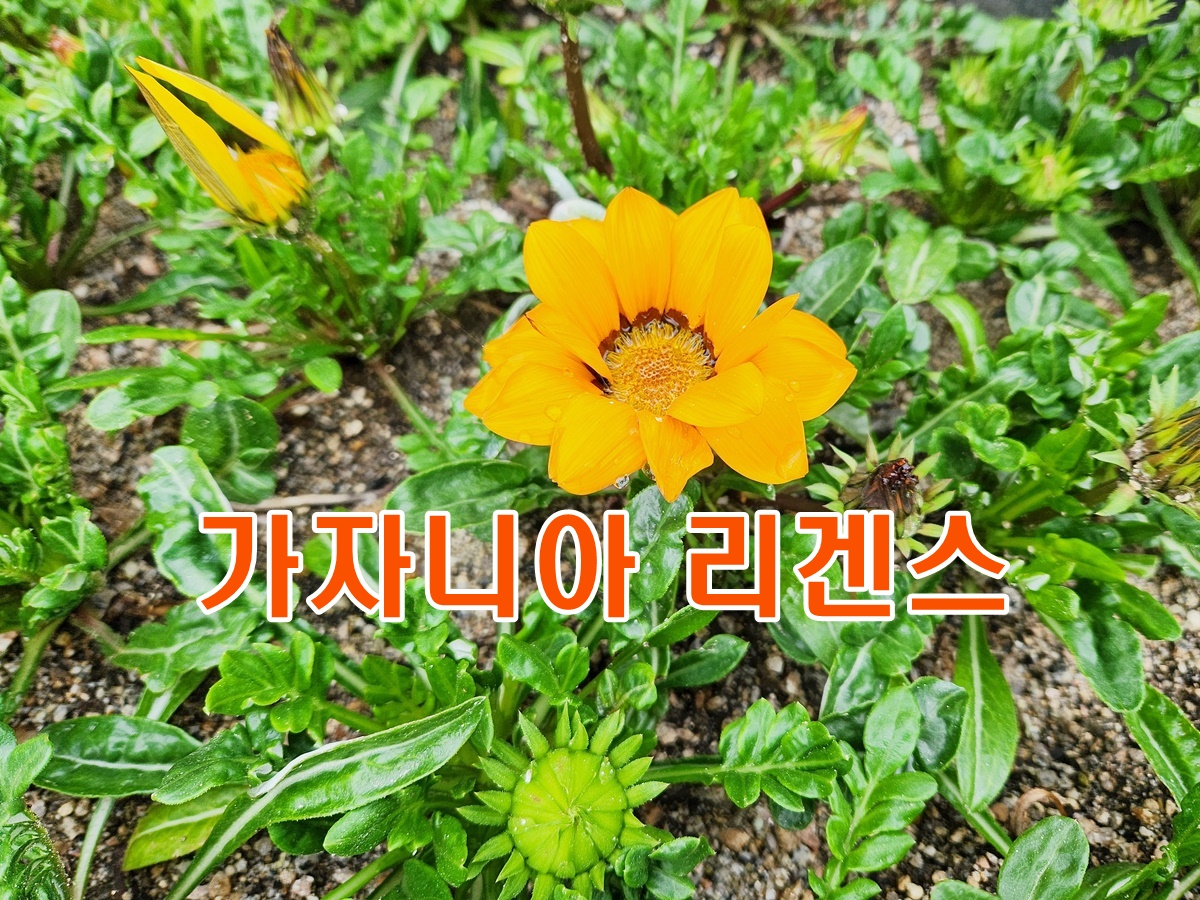 가자니아리겐스(태양국)