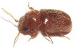 러브 버그 원산지