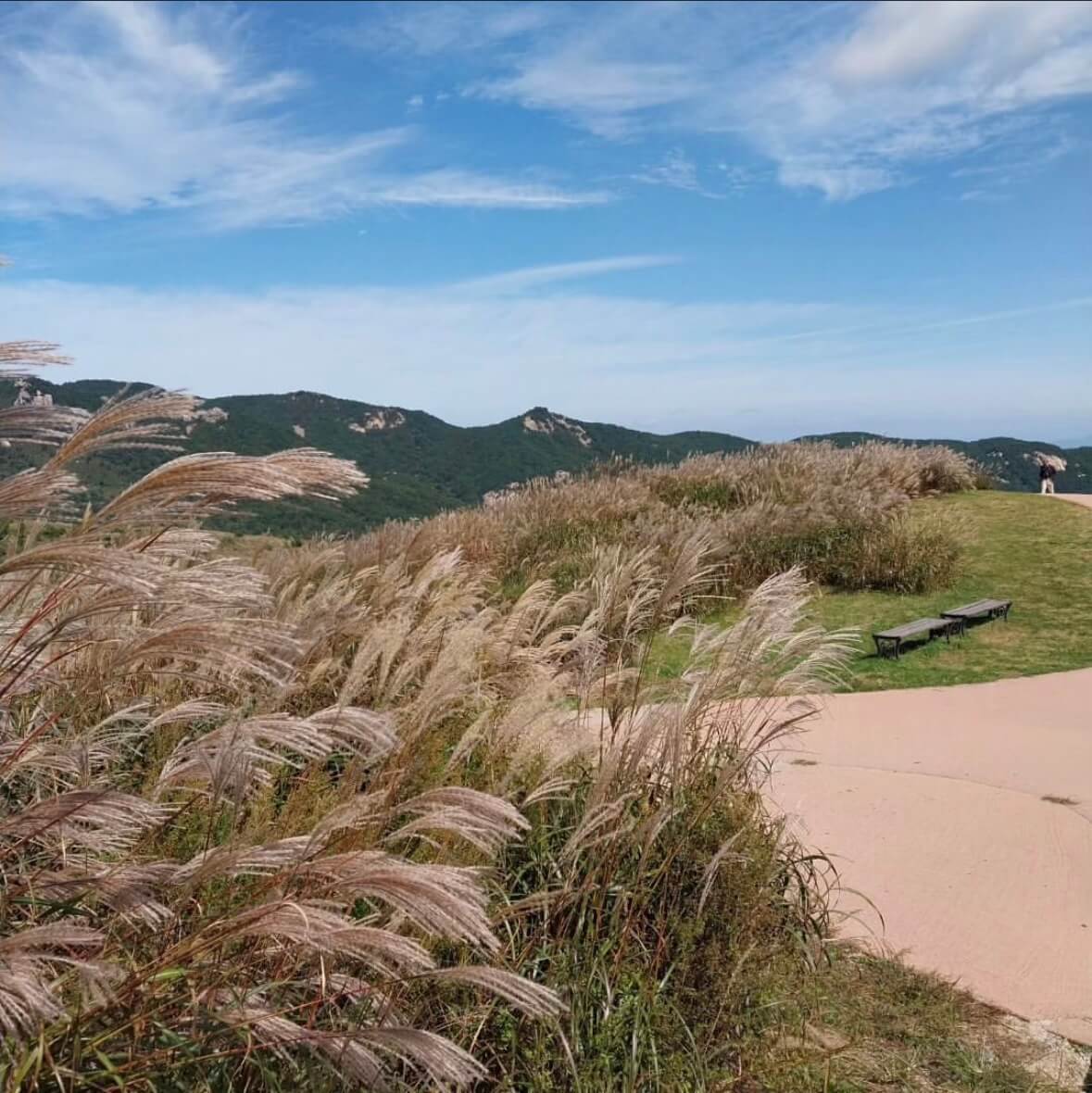 황매산 억새축제기간