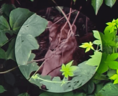 경북 고령에서 탈출한 사자의 모습