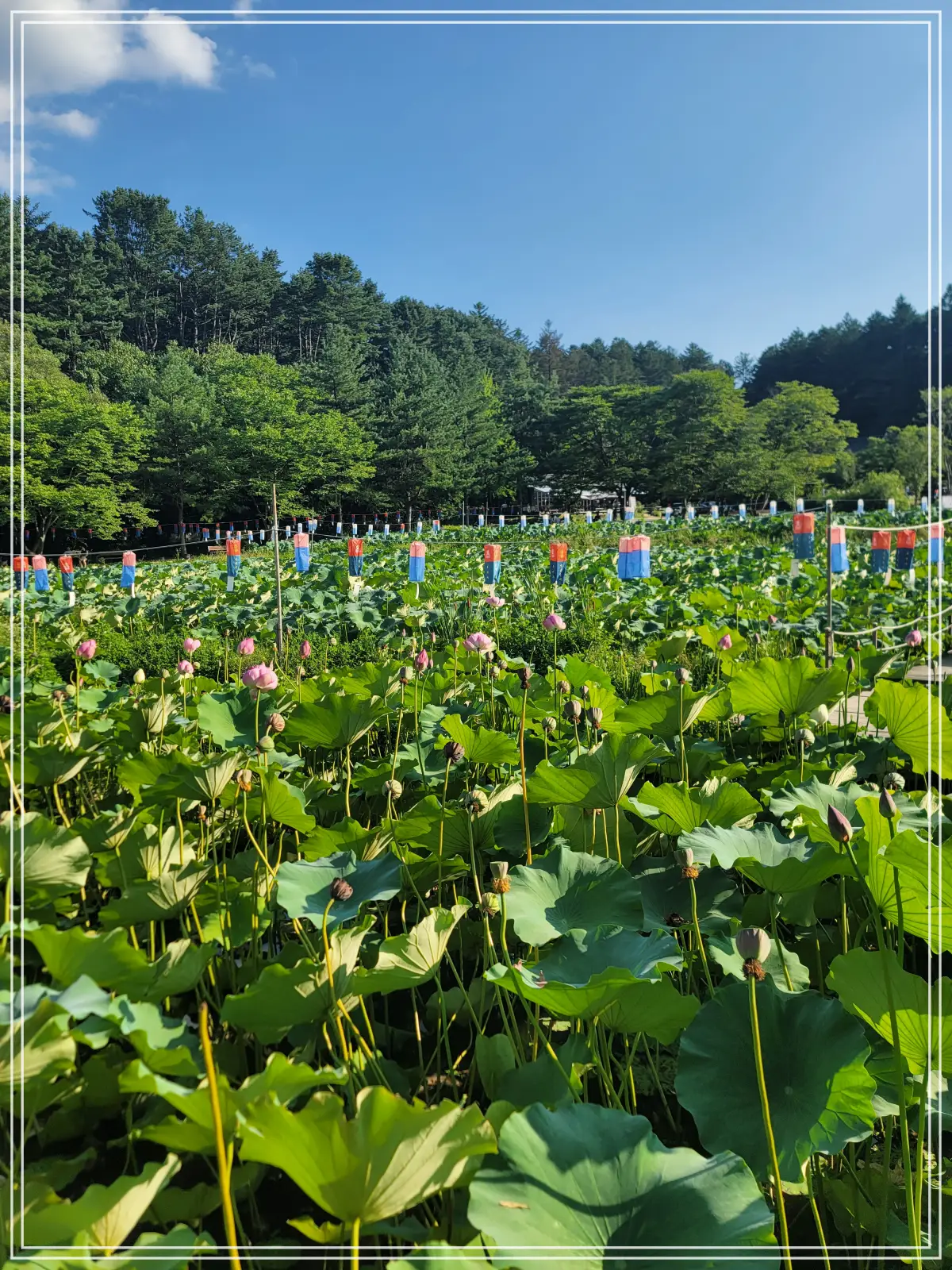 봉선사-연꽃축제-20250810_171228
