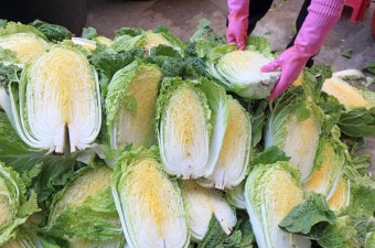 10월 제철음식 배추