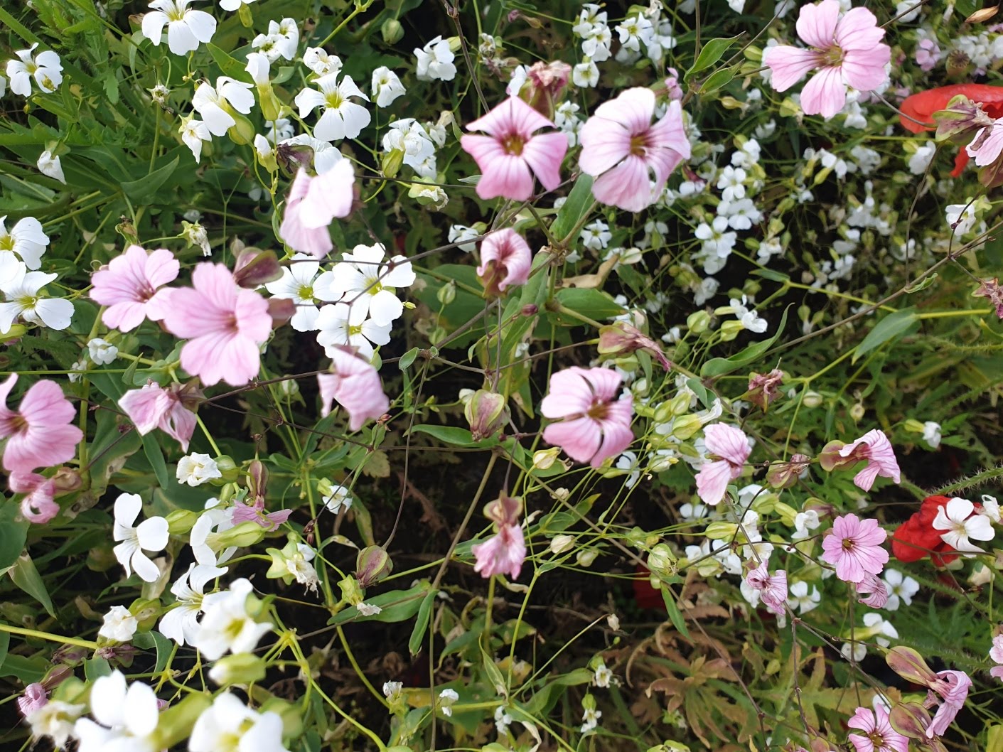 태화강 국가정원