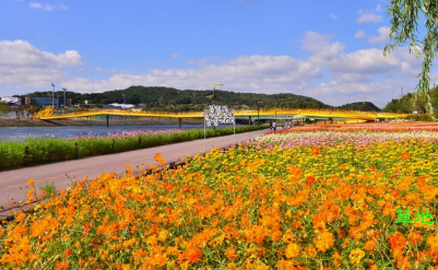 '100억송이' 가을꽃