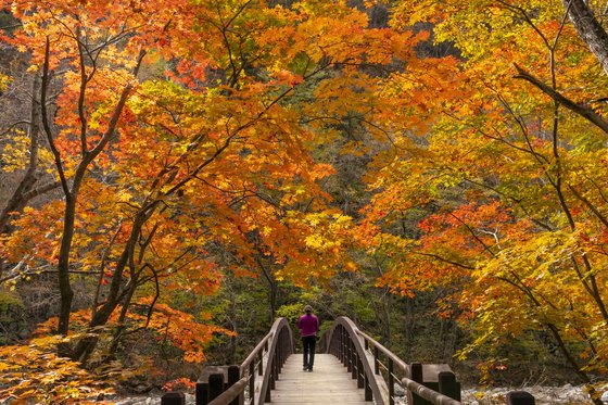 가을 단풍 명소