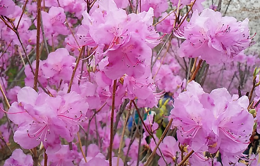 Azaleas by kim sowol_Famous Korean poetry_poetry