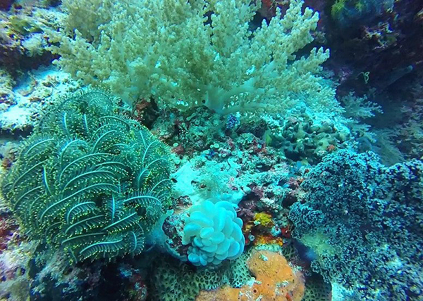 필리핀 보홀 자유여행 필수 투어 코스 : 액티비티 여행 코스