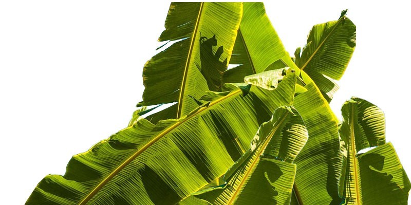 당노톱 효능 부작용 (3개월 섭취)