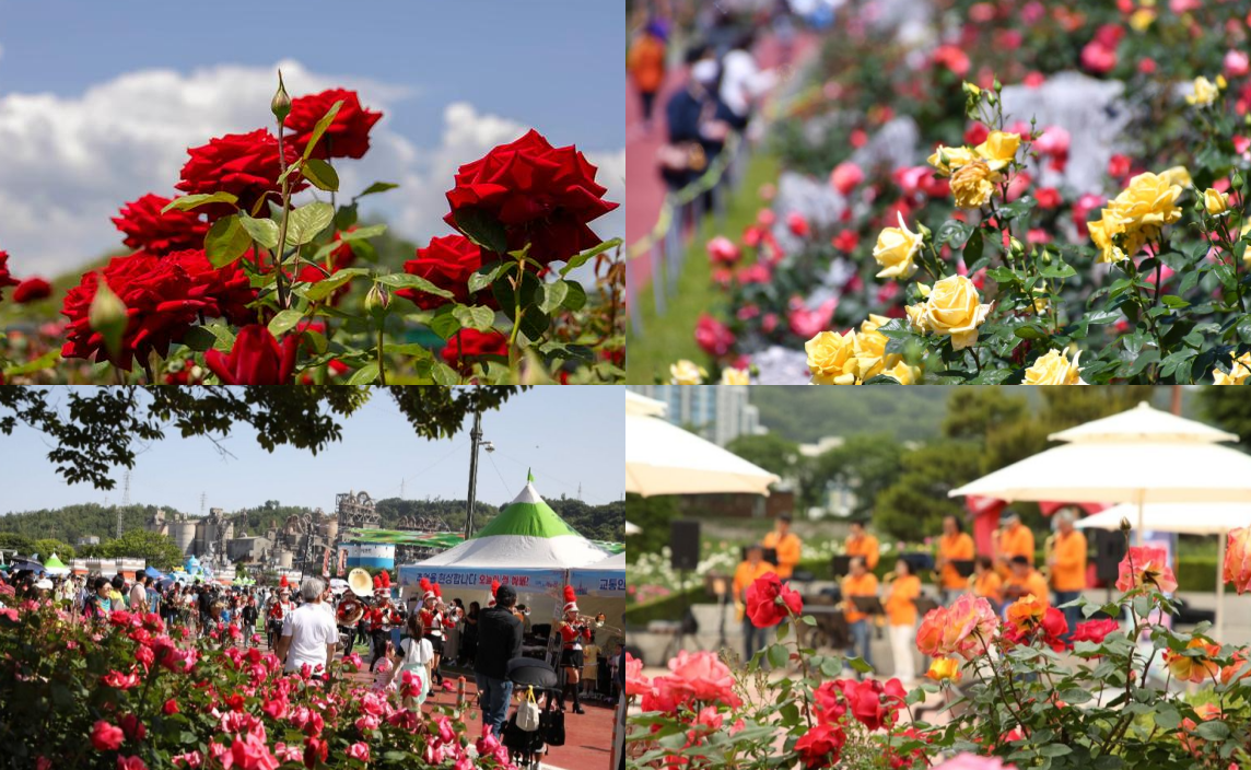 삼척 장미축제 일정