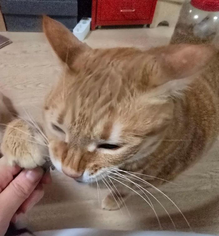 고양이 껌 닥터페트라 캣즐4