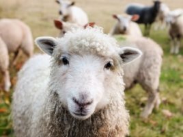 삼재띠, 대박띠