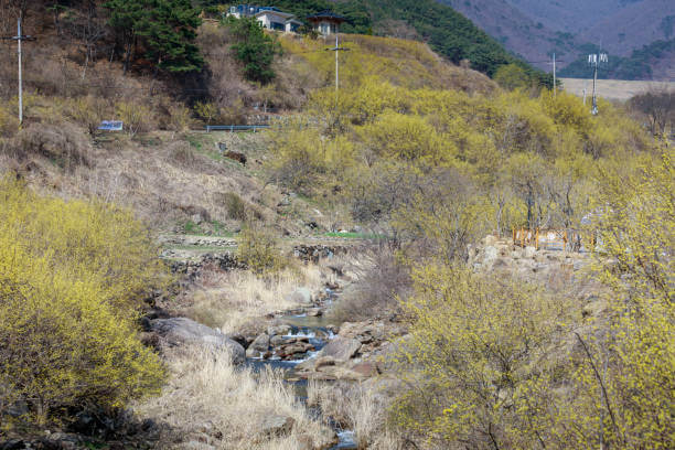 구례 산수유 모습