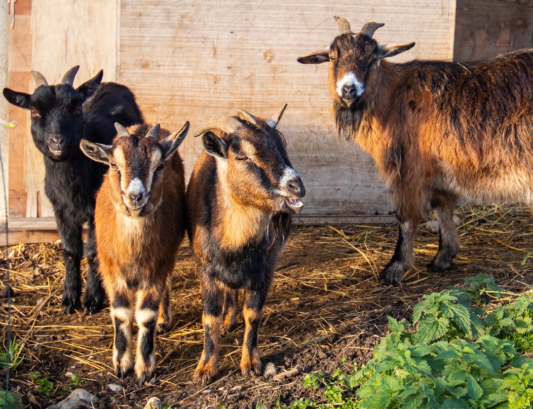 Livestock