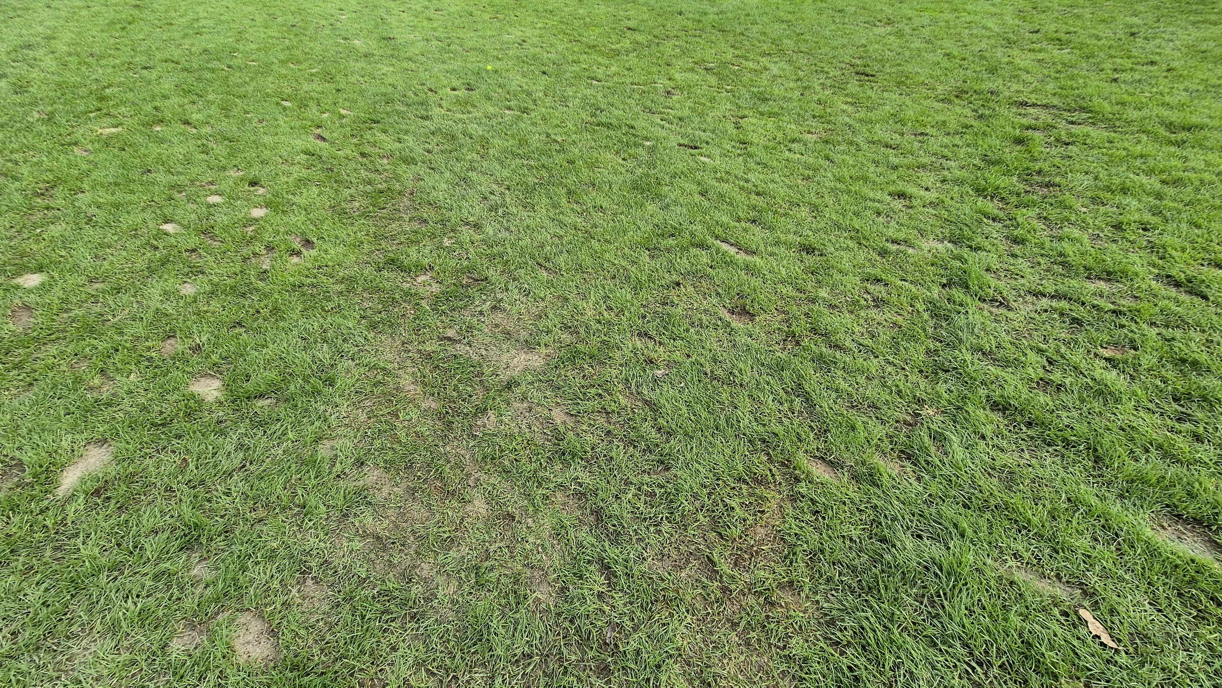 블랙스톤 벨포레cc 코스 관리 상태