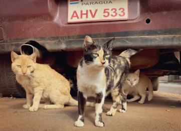 반려동물 학대 처벌 강화법, 실효성 있을까?