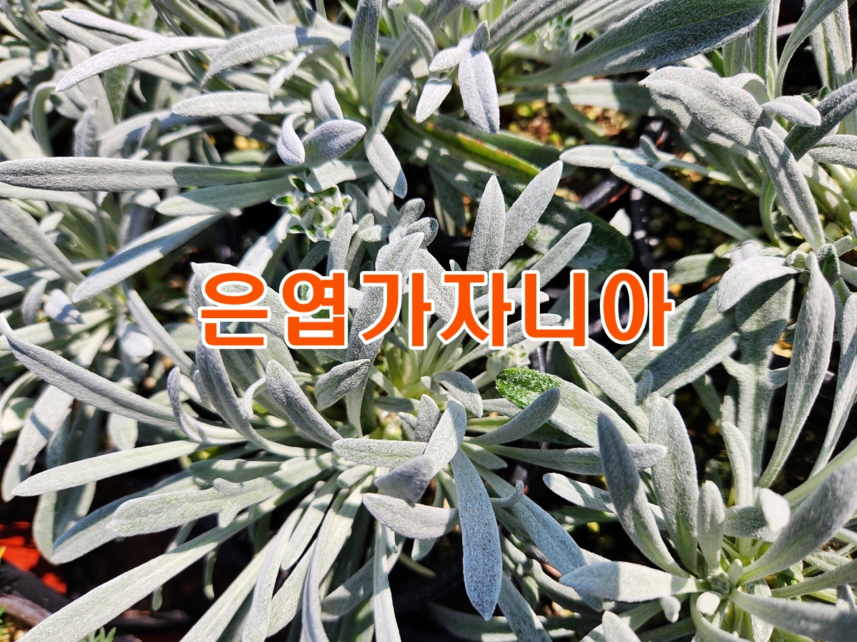 은엽가자니아