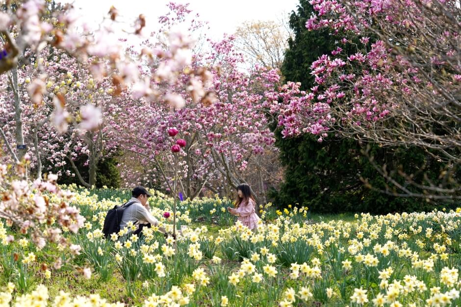 3. 천리포수목원 목련축제 (Chunripo Arboretum Royal Azalea Festival)
