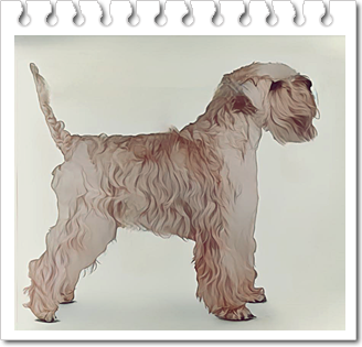 테리어
소프트 코티드 휘튼 테리어(Soft-Coated Wheaten Terrier)