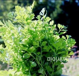비누맛