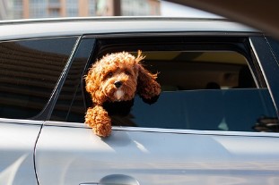 강아지 사료 추천