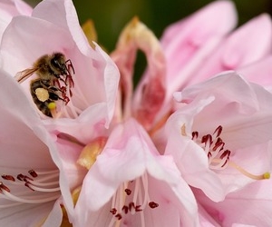 겨울철 피는 만병초 로드덴드론