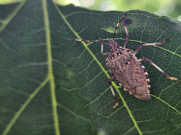 썩덩나무노린재