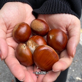 냉동밤 삶는 방법