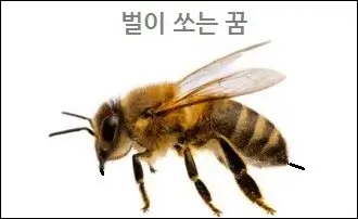 벌이 쏘는 꿈