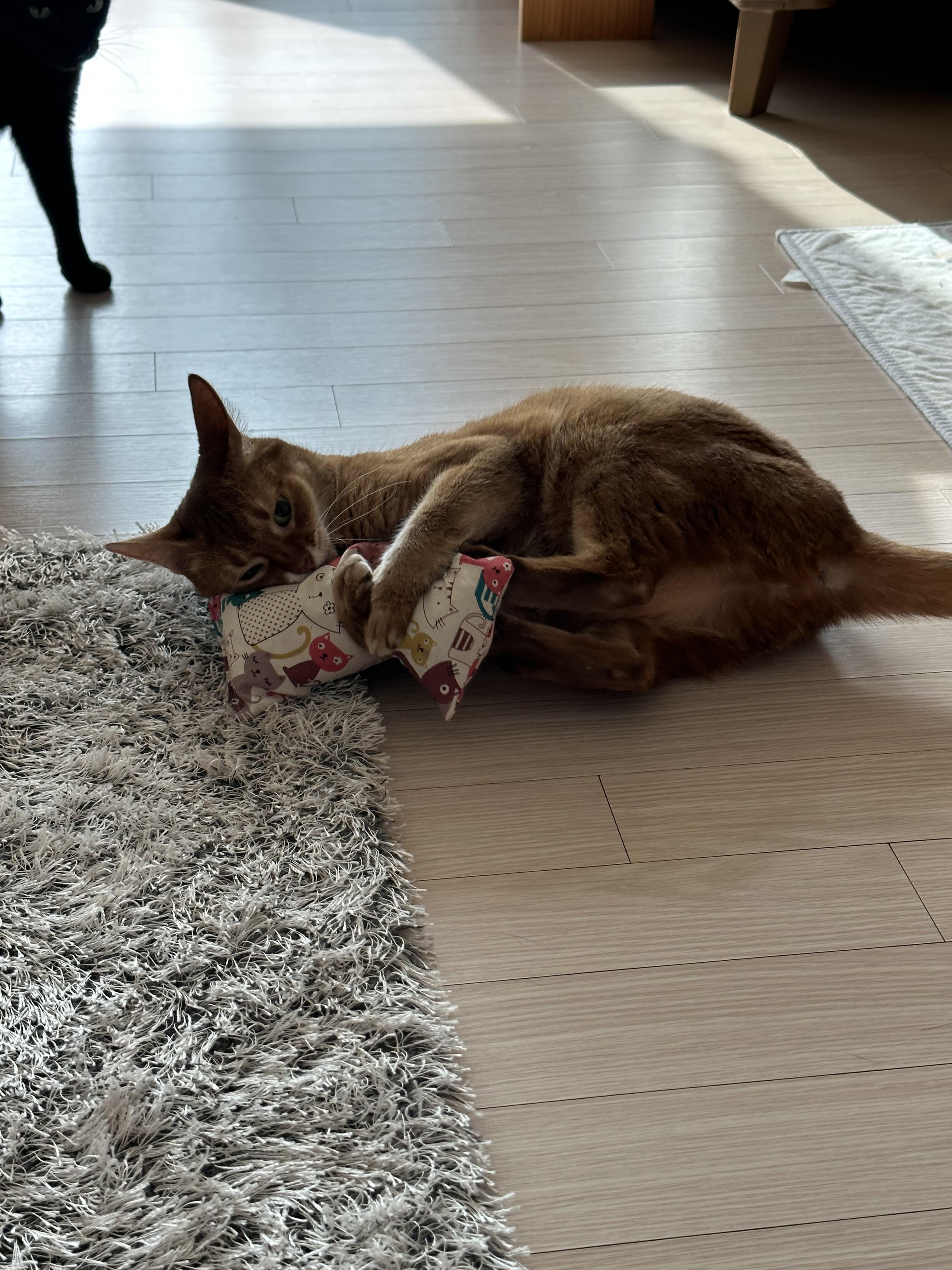 캣닢쿠션에 대한 아홉냥이들의 반응 (feat.이날의 MVP도 역시 두리)