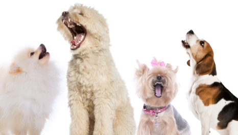 개는 왜 짖는가? 개짖는 다양한 이유 원인 | 아파트 개짖는소리 신고 방법