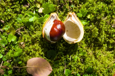 군밤장사에 대하여 알아보기