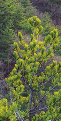 팔공산 케이블카 예약