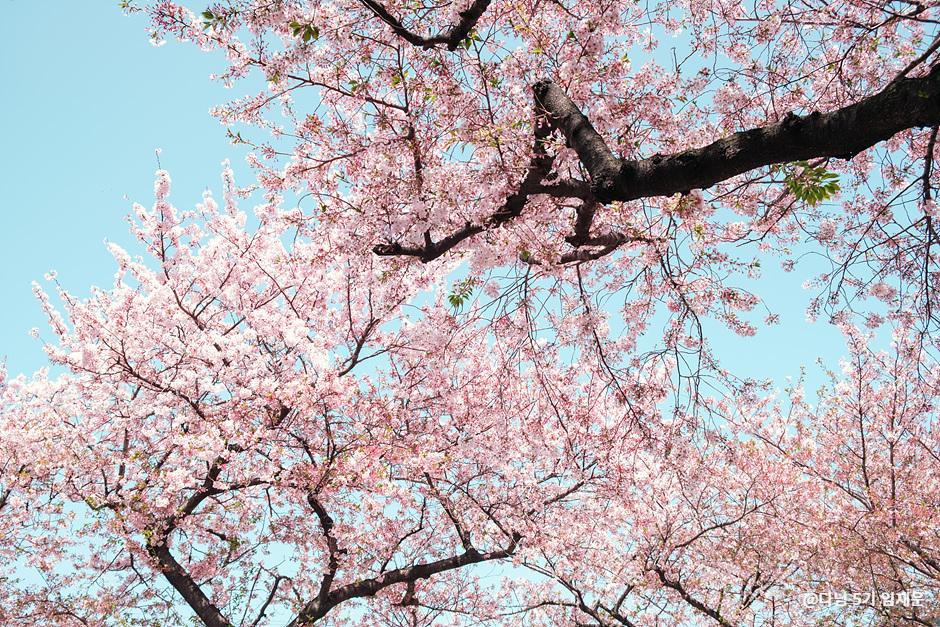 제주도 벚꽃명소