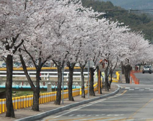 영덕 벚꽃