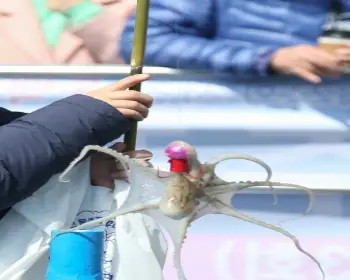 서천 동백꽃 주꾸미 축제_6