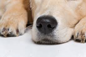 강아지 코를 확대한 사진