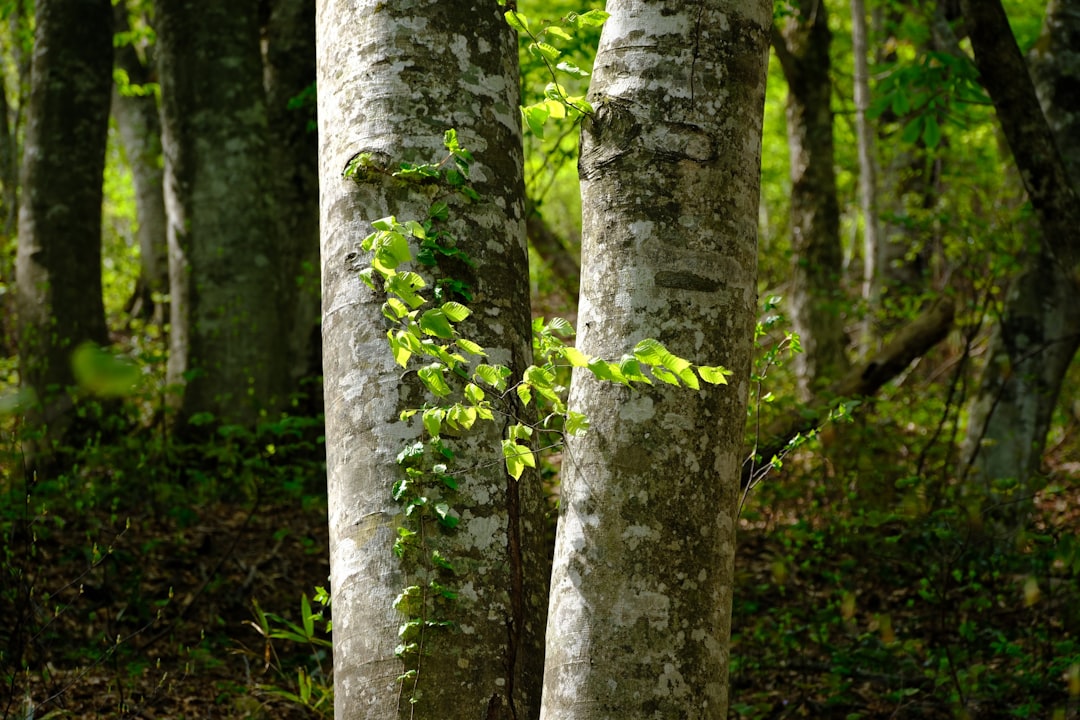 Beech.