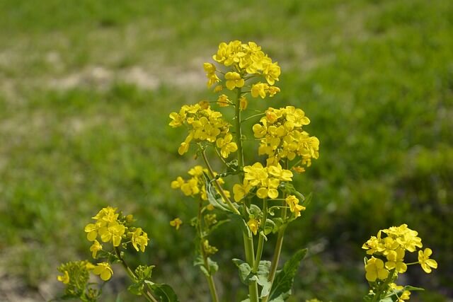 강원도 삼척 맹방유채꽃축제 2025 완벽 가이드