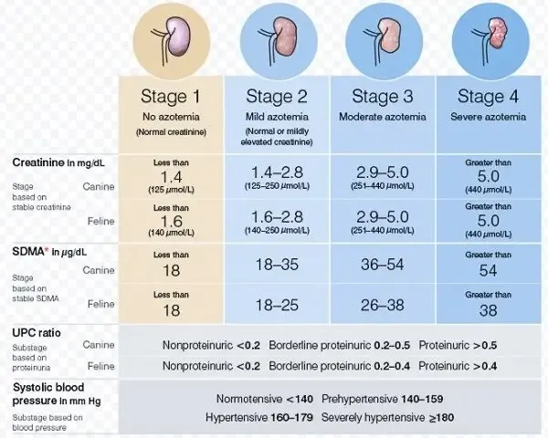강아지 신부전에 좋은 음식 추천_6